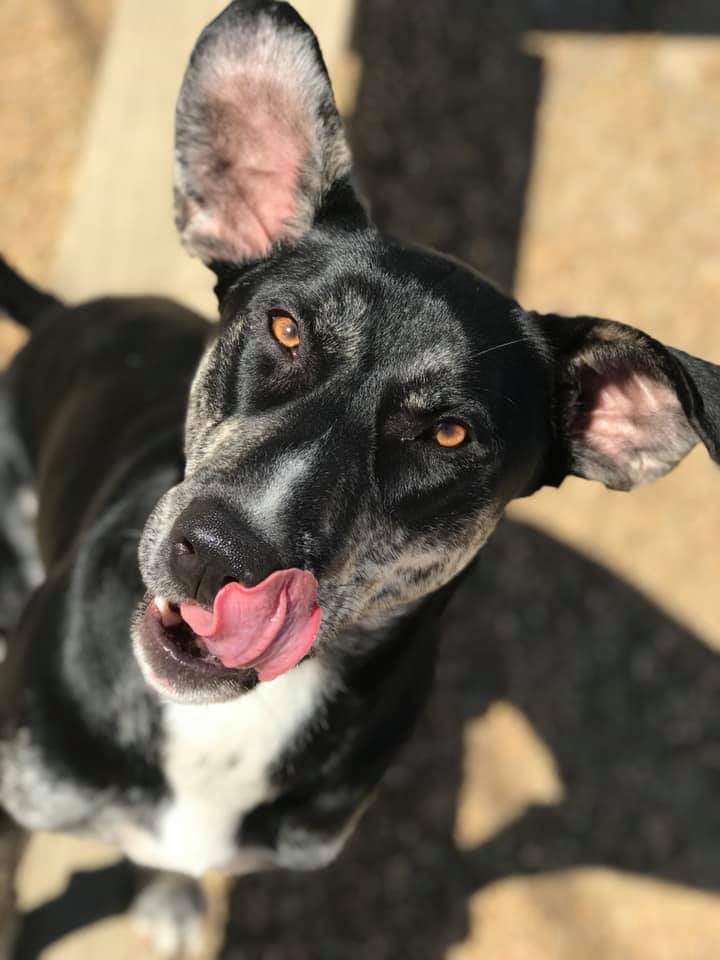 The_AutoValet's tweet photo. We have our very own for #NationalPuppyDay @famousvaletdog #famousvaletdog #WhoRescuedWho #PawsitiveStuffFromAuto #k9sforwarriors #igersjax #ilovejax #HappyHoundDogs https://t.co/5JbiHdzCgN