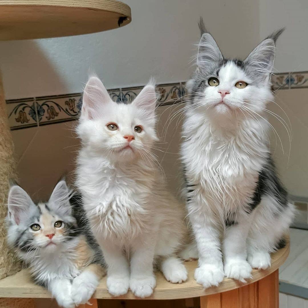 lover_mainecoon's tweet photo. 💞💞😻😻
#mainecoon #cat #CatsOfTwitter #catsofinstagram #CatsOnTwitter #catday #StopAsianHate #KarlFell #Canada https://t.co/k3tspOq2t6