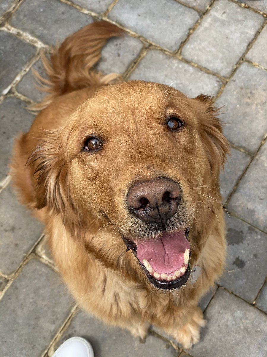 watson_krista's tweet photo. @dog_rates https://t.co/qCj5ZCtKGh