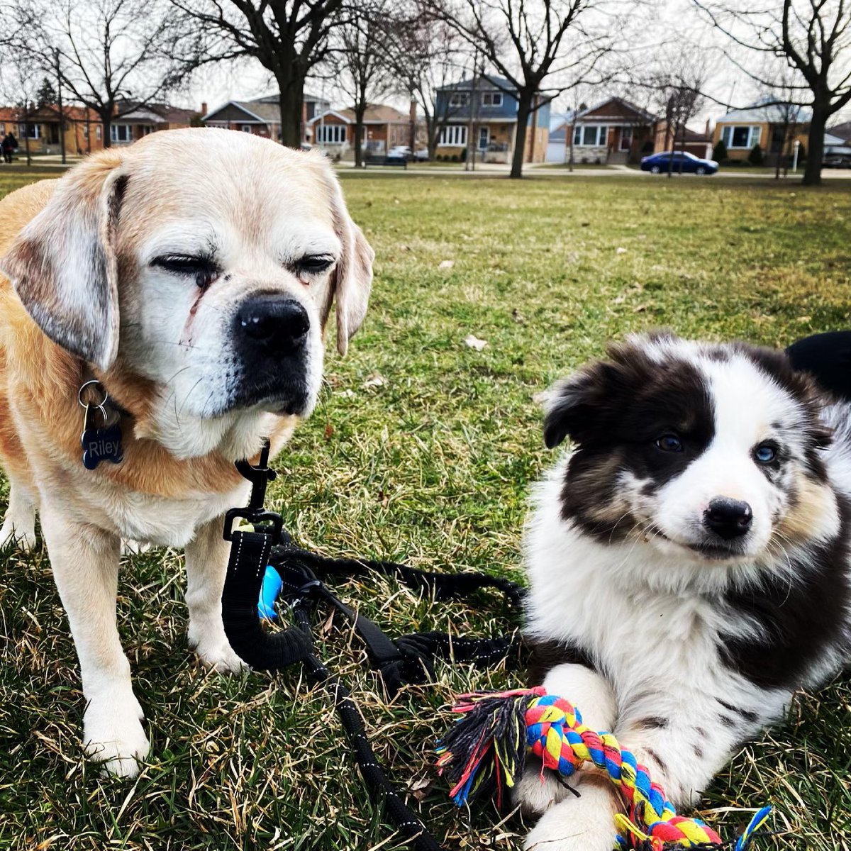 bosh_nessy's tweet photo. @dog_rates Rovie the Speeding Flööf ™ and Old Man Riley https://t.co/WpE8Nfhjwt