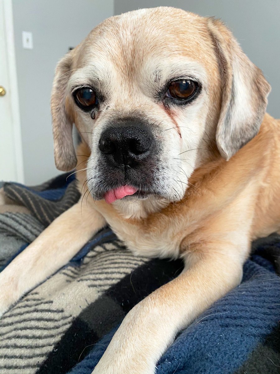 bosh_nessy's tweet photo. @dog_rates Rovie the Speeding Flööf ™ and Old Man Riley https://t.co/WpE8Nfhjwt
