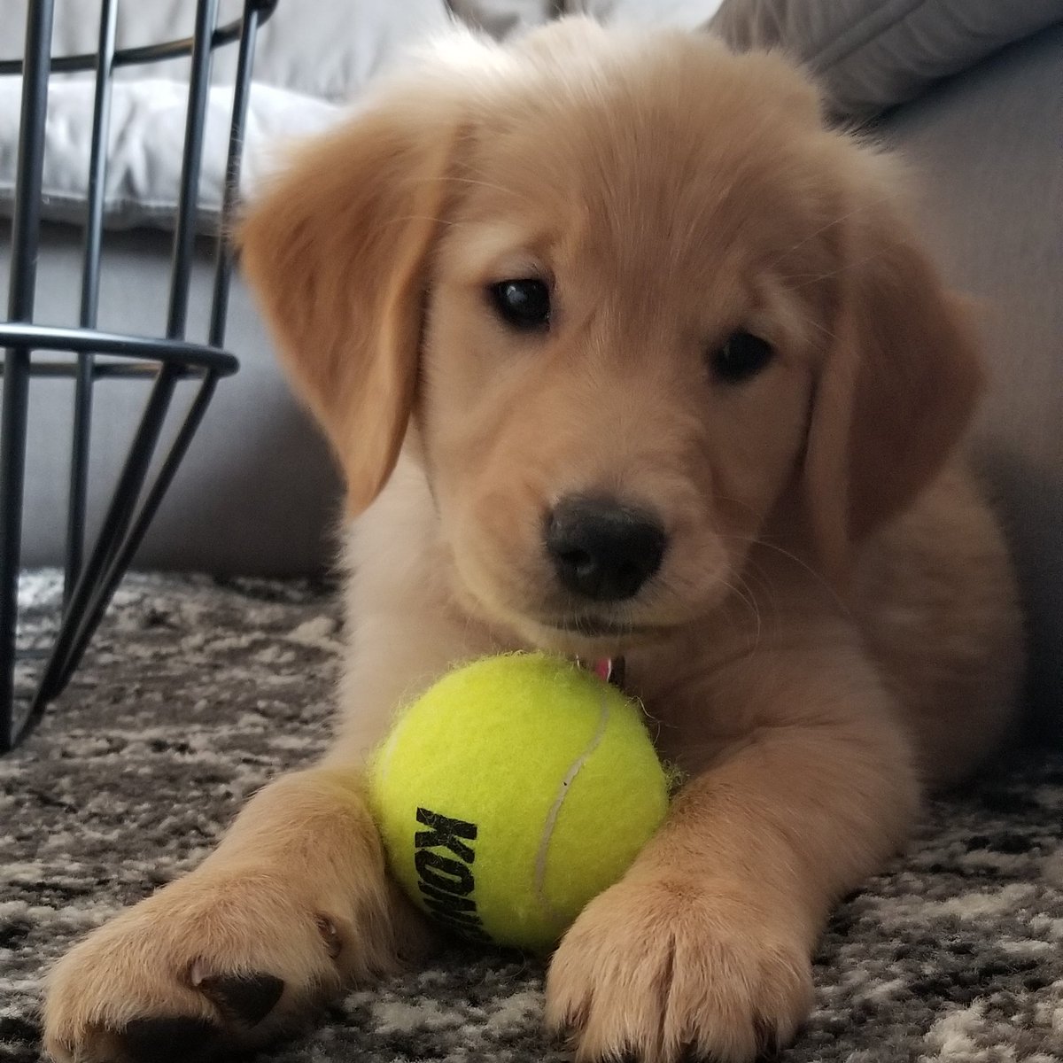 Melissa Fortes tweet media