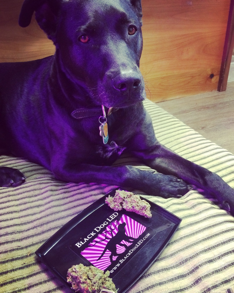 BlackDogLED's tweet photo. Happy National puppies day everyone! Although Bodhi is not a puppy anymore, he is the handsome devil behind that Black Dog silhouette that everyone knows and loves🖤 Feel free to send in pictures of your pups today!
#blackdogled #nationalpuppiesday #growdogs https://t.co/1a4Mv7TmCC
