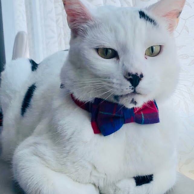 BarnetElizRFC's tweet photo. During our BERFC Cute Dog Competition, our followers shared pictures of their Cat's with us! To show we are an Inclusive Club, we've shared these for you all to see! 

Swipe to see these beautiful Kitty-Cat's!! 🐱🐈

#berfc #Barnet #CatsOfTwitter #rfu #hertsrfu #grassrootsrugby https://t.co/Ve9RYUpr4f