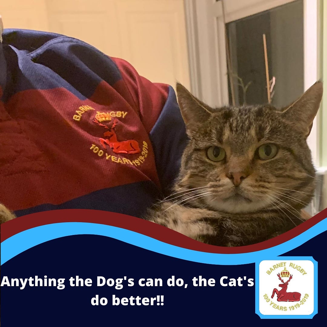 BarnetElizRFC's tweet photo. During our BERFC Cute Dog Competition, our followers shared pictures of their Cat's with us! To show we are an Inclusive Club, we've shared these for you all to see! 

Swipe to see these beautiful Kitty-Cat's!! 🐱🐈

#berfc #Barnet #CatsOfTwitter #rfu #hertsrfu #grassrootsrugby https://t.co/Ve9RYUpr4f