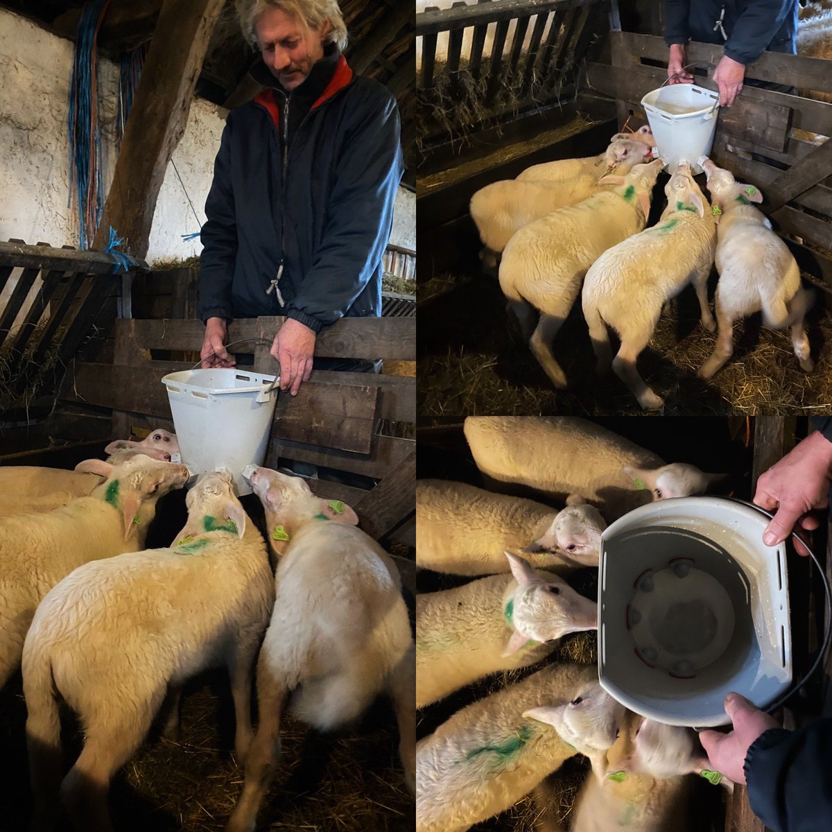 hilda_blanke's tweet photo. Ik mocht weer een dagje helpen in Ede. De lammeren groeien flink en Tommie vermaakt zich ook nog prima met zijn harem in het weiland. @Edese_Schapen #edeseschaapskudde #heideschaap #sprayfo https://t.co/NChlNshz5B