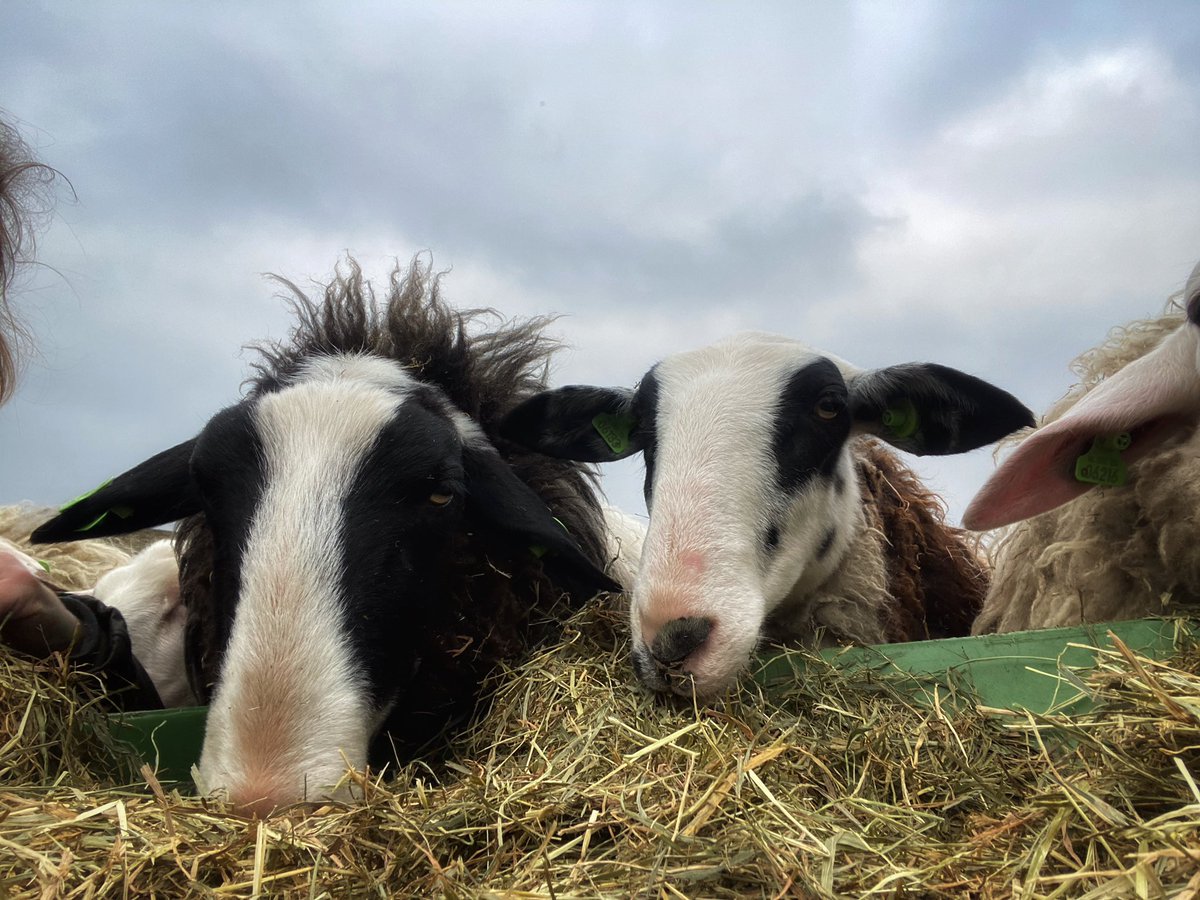 hilda_blanke's tweet photo. Ik mocht weer een dagje helpen in Ede. De lammeren groeien flink en Tommie vermaakt zich ook nog prima met zijn harem in het weiland. @Edese_Schapen #edeseschaapskudde #heideschaap #sprayfo https://t.co/NChlNshz5B