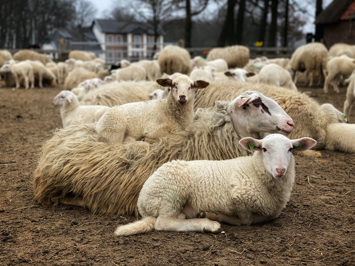 hilda_blanke's tweet photo. Ik mocht weer een dagje helpen in Ede. De lammeren groeien flink en Tommie vermaakt zich ook nog prima met zijn harem in het weiland. @Edese_Schapen #edeseschaapskudde #heideschaap #sprayfo https://t.co/NChlNshz5B