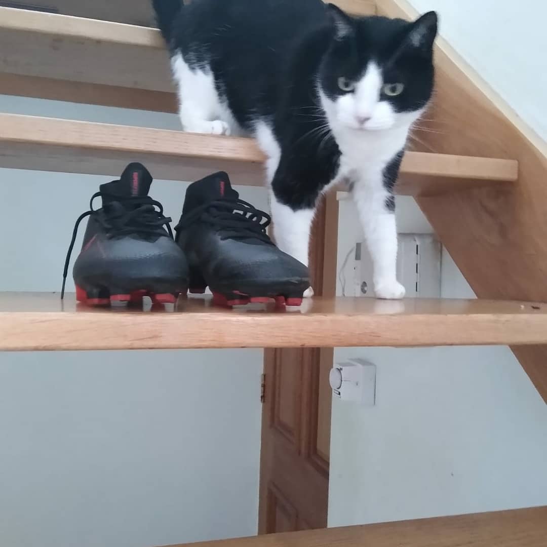 BarnetElizRFC's tweet photo. During our BERFC Cute Dog Competition, our followers shared pictures of their Cat's with us! To show we are an Inclusive Club, we've shared these for you all to see! 

Swipe to see these beautiful Kitty-Cat's!! 🐱🐈

#berfc #Barnet #CatsOfTwitter #rfu #hertsrfu #grassrootsrugby https://t.co/Ve9RYUpr4f