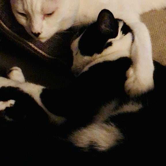 BarnetElizRFC's tweet photo. During our BERFC Cute Dog Competition, our followers shared pictures of their Cat's with us! To show we are an Inclusive Club, we've shared these for you all to see! 

Swipe to see these beautiful Kitty-Cat's!! 🐱🐈

#berfc #Barnet #CatsOfTwitter #rfu #hertsrfu #grassrootsrugby https://t.co/Ve9RYUpr4f