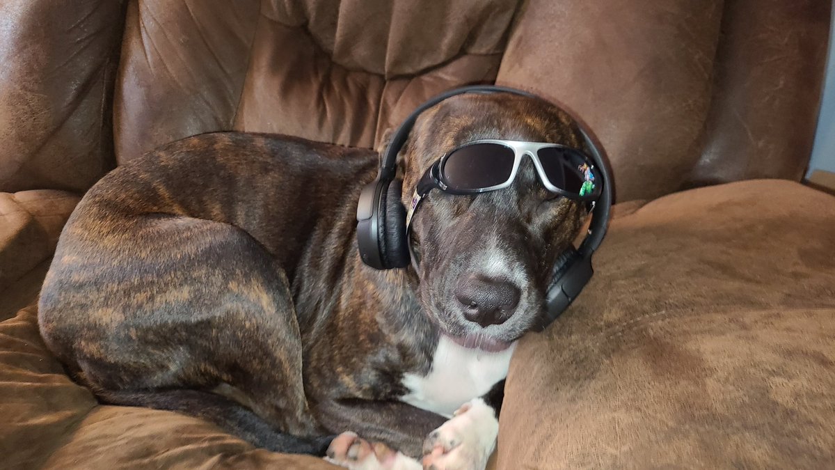 DStarr1984's tweet photo. @dog_rates https://t.co/nYHHaeb0j7