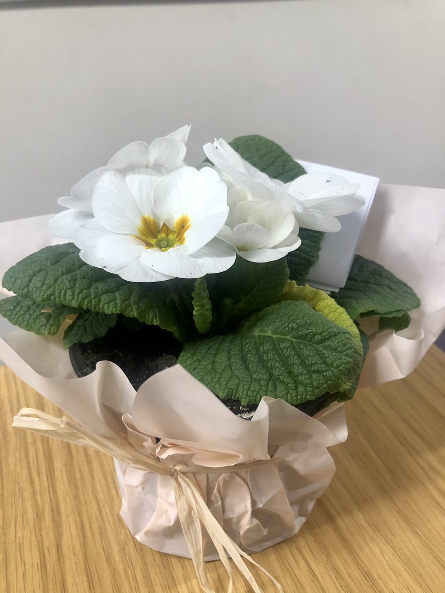 WittershamCEP's tweet photo. Such a lovely gesture from our Wittersham School Association. A pretty plant and message of thanks for staff in school ππΈ#KindnessMatters #Wittersham https://t.co/5sI0VdHWfm