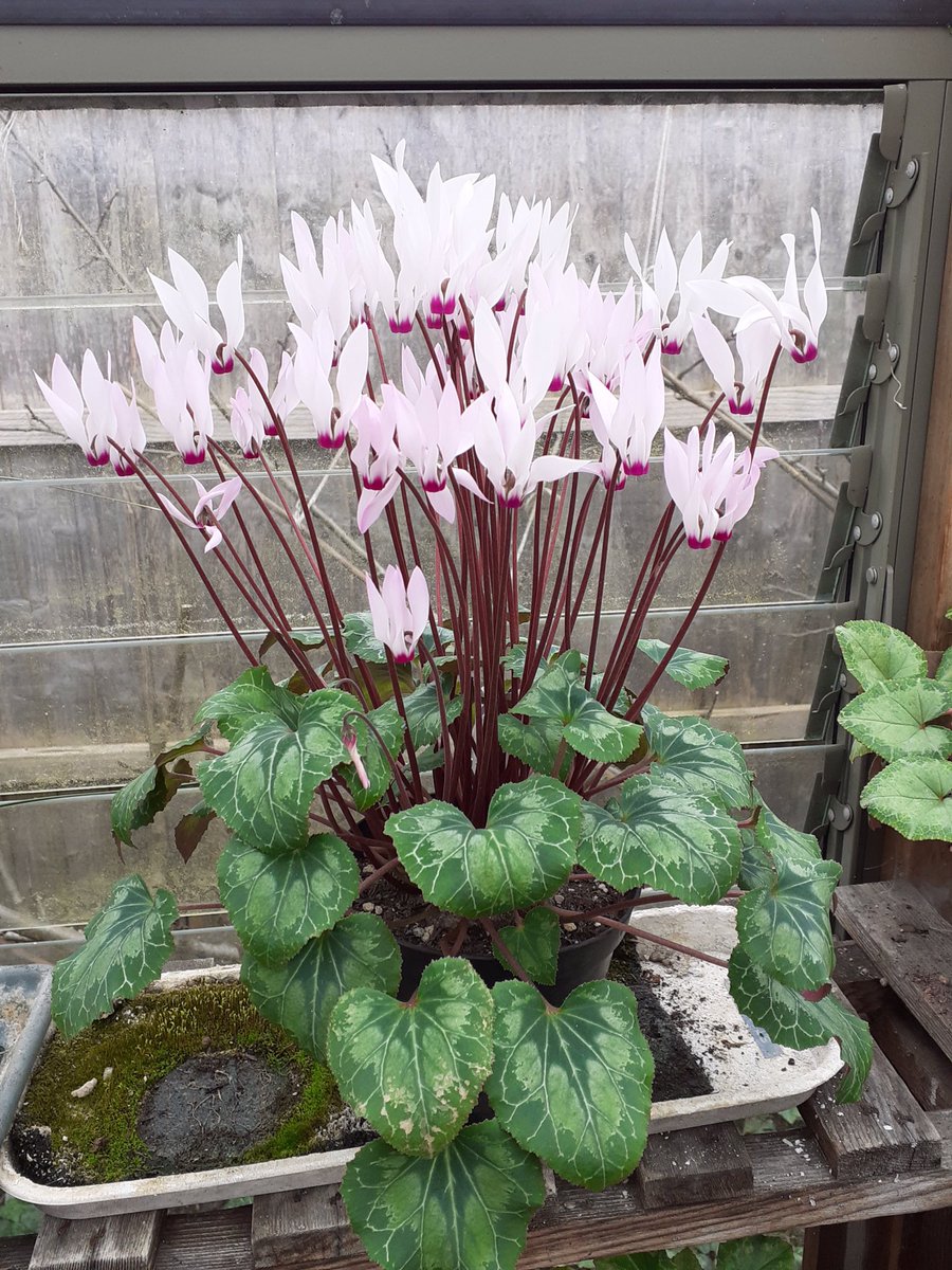 USchell's tweet photo. My colleague Duncan has an amazing cyclamen collection and this beautiful Cyclamen persicum (wild form) would have been displayed in a show if Covid didn’t exist. @AlpineGardenSoc https://t.co/2cn8HfYkov
