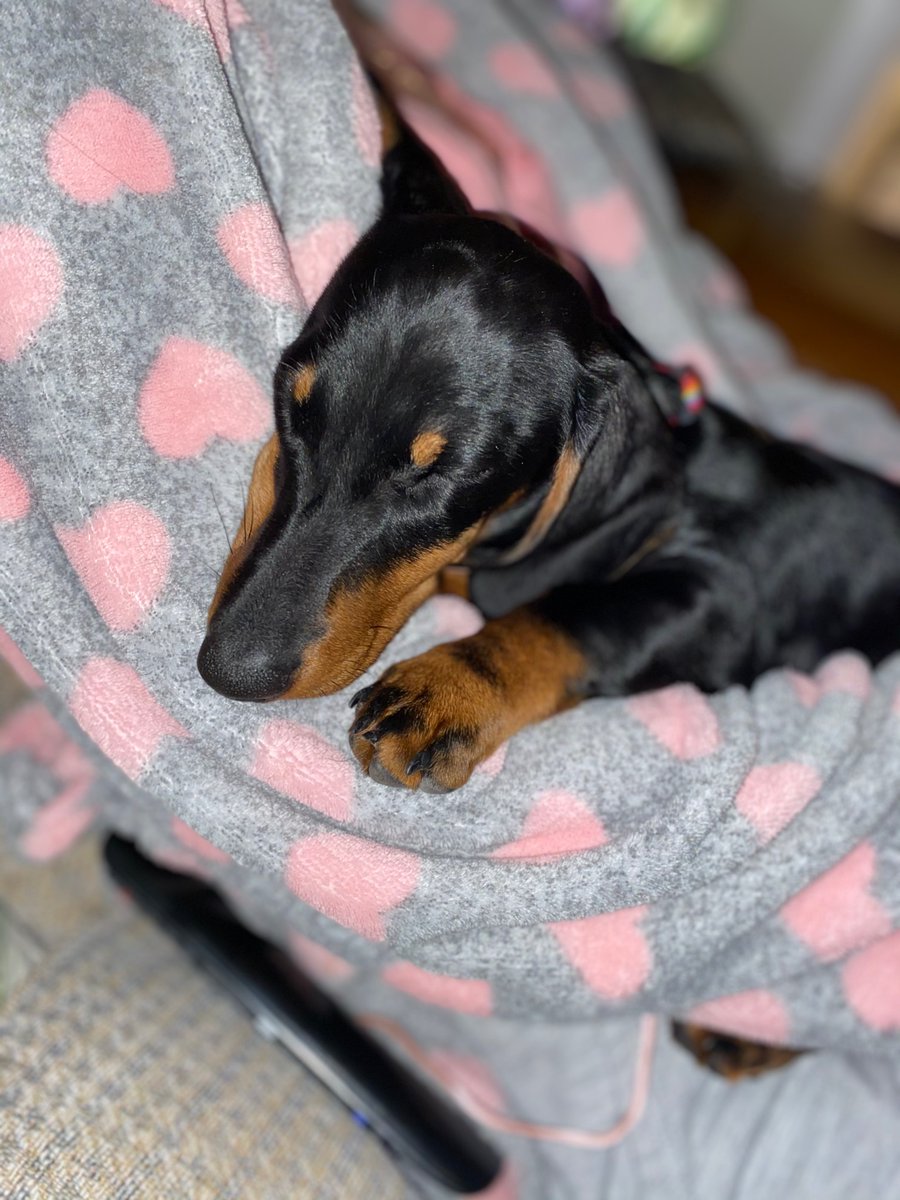 JordanChance90's tweet photo. Sausage dog spam returns. 16 weeks old and not quite filling out his wrinkles yet 🤔 prolific sock thief and cuddle monster! https://t.co/OwJdBcEiQJ