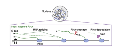 Lasker Foundation (@laskerfdn) on Twitter photo Researchers have developed a new technology to capture and characterize newly transcribed, or nascent, #RNA. @Taka_Nojima <a href="/MolecularCell/">Molecular Cell</a>
ow.ly/cZKU50E3zys Researchers have developed a new technology to capture and characterize newly transcribed, or nascent, #RNA. @Taka_Nojima <a href="/MolecularCell/">Molecular Cell</a>
ow.ly/cZKU50E3zys