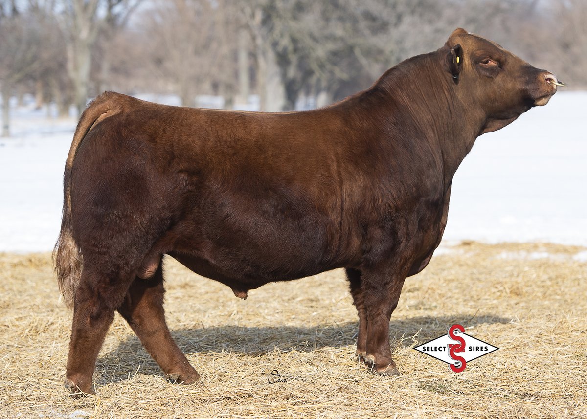 SelectSiresBeef's tweet photo. ❗New Photo Alert ❗

COPPERHEAD is a hot, new, upcoming sire that was featured in Springer's 2020 National Western Stock Show pen of three! He offers great phenotype, feet and legs, and will add muscle to his progeny!
Learn more about 7SM121 COPPERHEAD ➡ https://t.co/szIYttXDia https://t.co/u354xyewAZ
