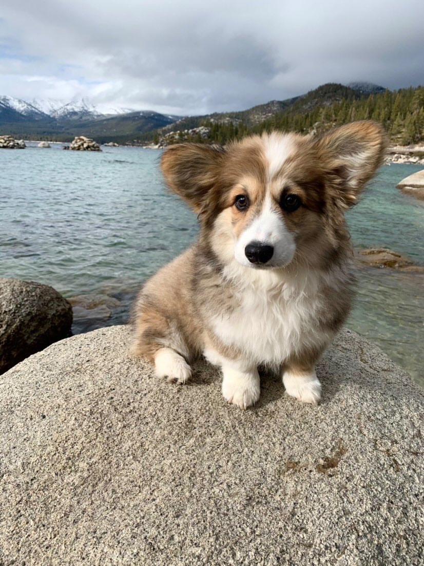 Corgi Beach Day® tweet media
