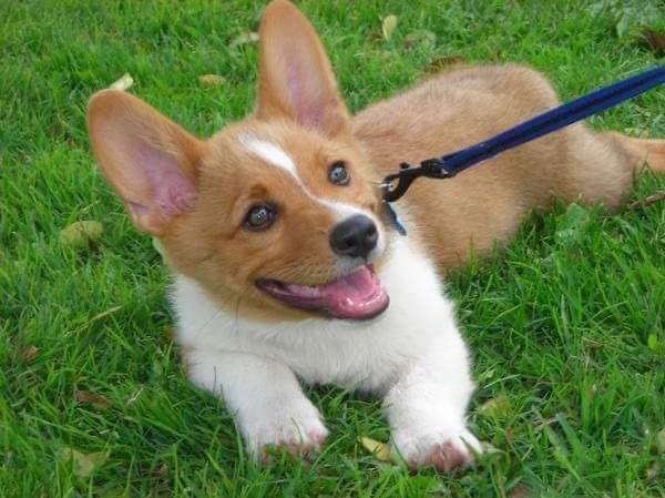 Corgi Beach Day® tweet media