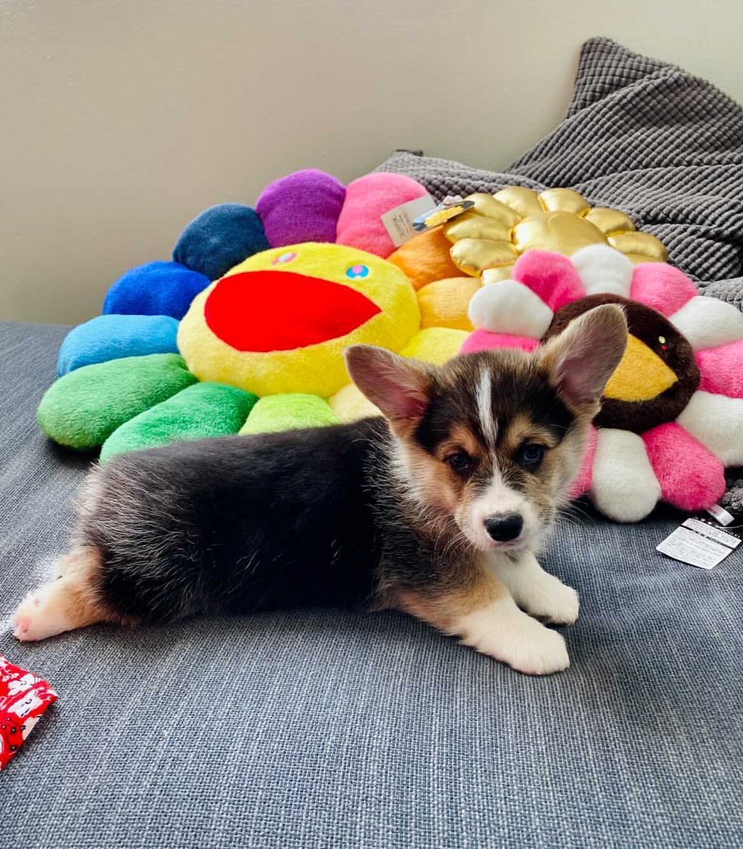 Corgi Beach Day® tweet media