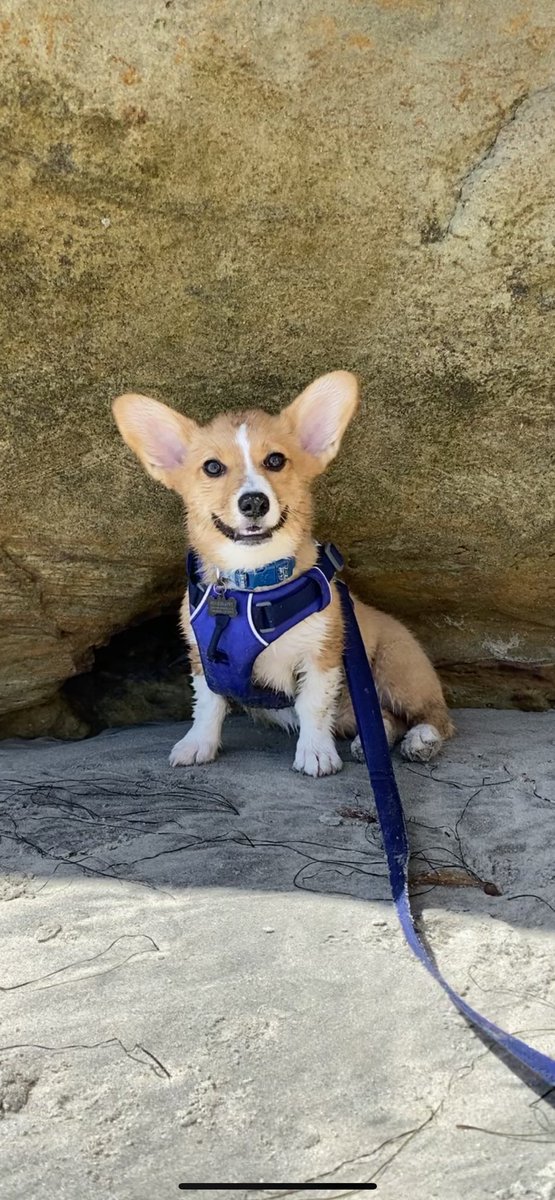 Corgi Beach Day® tweet media