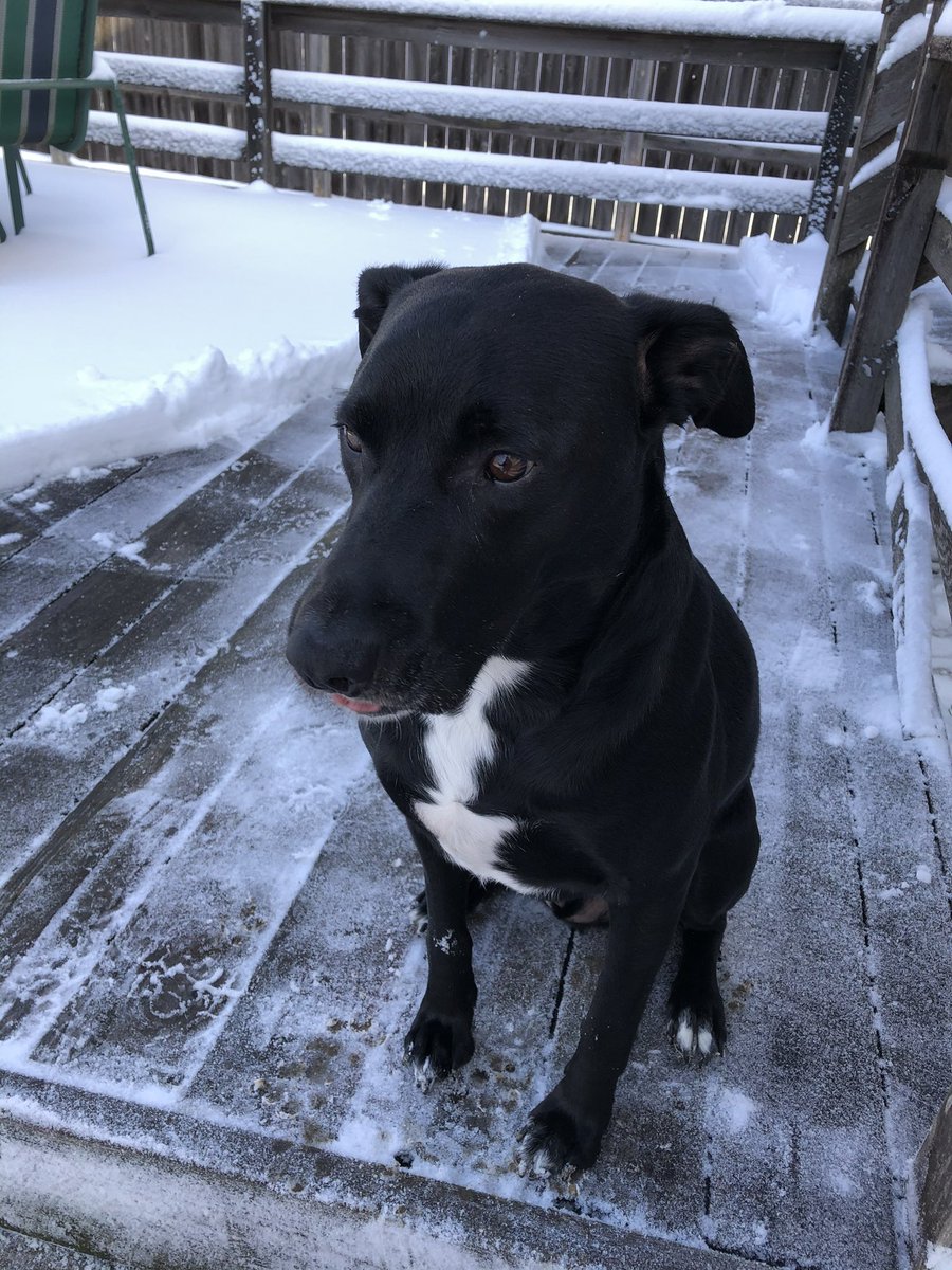fdadhawk's tweet photo. @dog_rates Dexter https://t.co/unBsL5L0rS