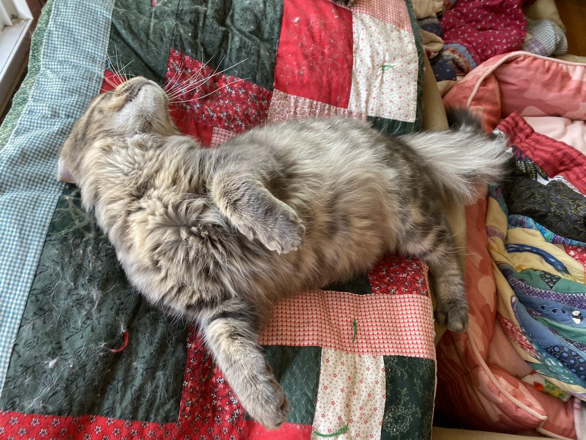 BitchestheCat's tweet photo. Just sunning his chest furs. https://t.co/DIy3jb4fkm