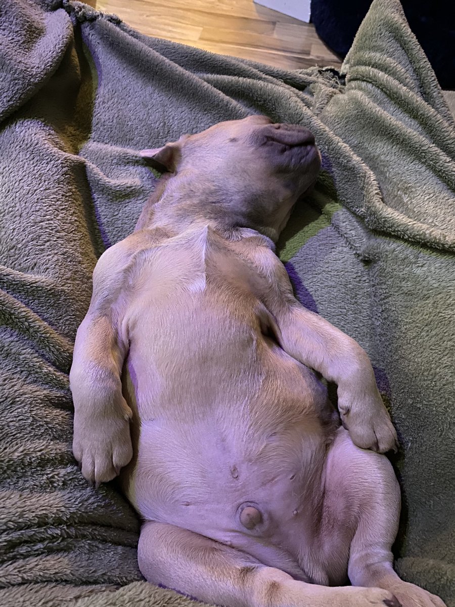 carrie_am's tweet photo. @dog_rates https://t.co/fBeYI8pOox
