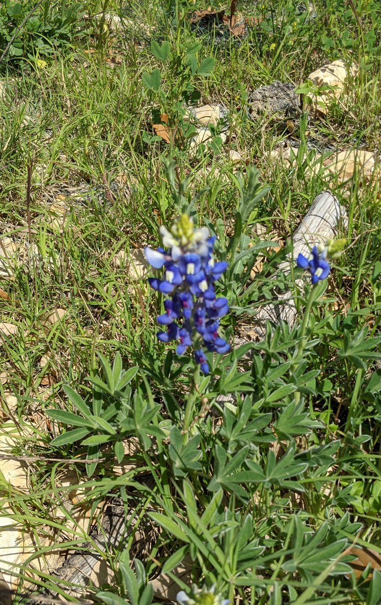 BalmHs's tweet photo. Environmental Systems class can now confirm- Spring is sprung! https://t.co/9uvhBdHjod