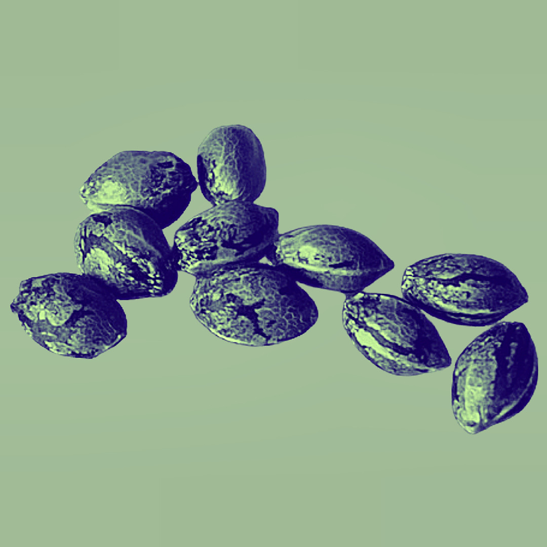 sproutthetiger's tweet photo. What are Tiger Stripes? 
🌱 
The striping on these seeds occur in those that have matured, however, this is not the only indication for mature seeds.
🌱  
We’re sharing simple steps on how to #germinate your seeds to get ready for the growing season in our blog. Link in bio https://t.co/lZiiosCKye