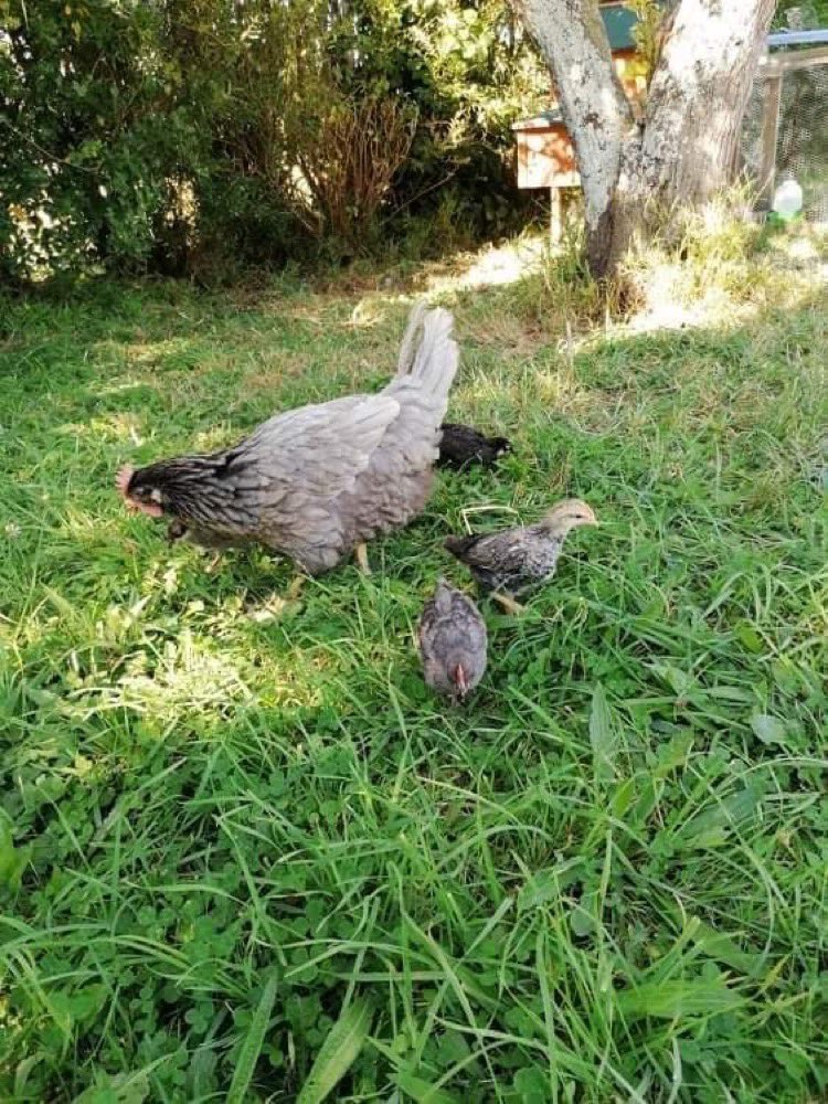 karorichook's tweet photo. Big news, everyone! With the addition of my babies my flock got too big. So I’ve moved back in with my original dad. We’re living an awesome country live now, watch out for my updated bio soon. I’ll hopefully tweet more now that we’re all settled. https://t.co/tZz0Cvyjvk