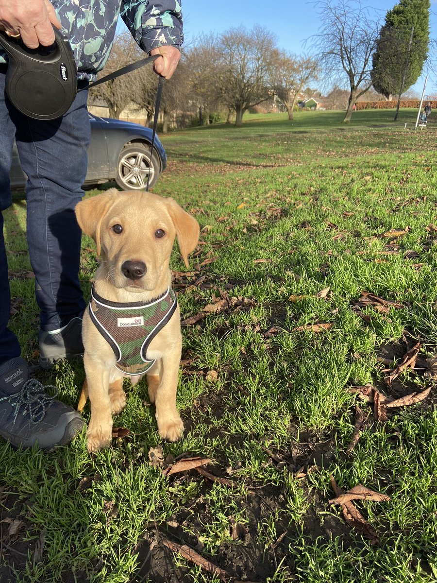 labradorbilbo's tweet photo. Happy #NationalPuppyDay https://t.co/mugKa0IuvK