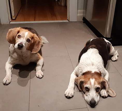 Let's celebrate #NationalPuppyDay with #SalesforceAlum Andre Yeu. He went from training employees at Salesforce to opening his own dog training business, @WhenHoundsFly. Read <a href="/andreyeu/">Andre Yeu</a>'s "pawsome" story and meet his pups, Phoebe and Velvet: sforce.co/3f8Vspq