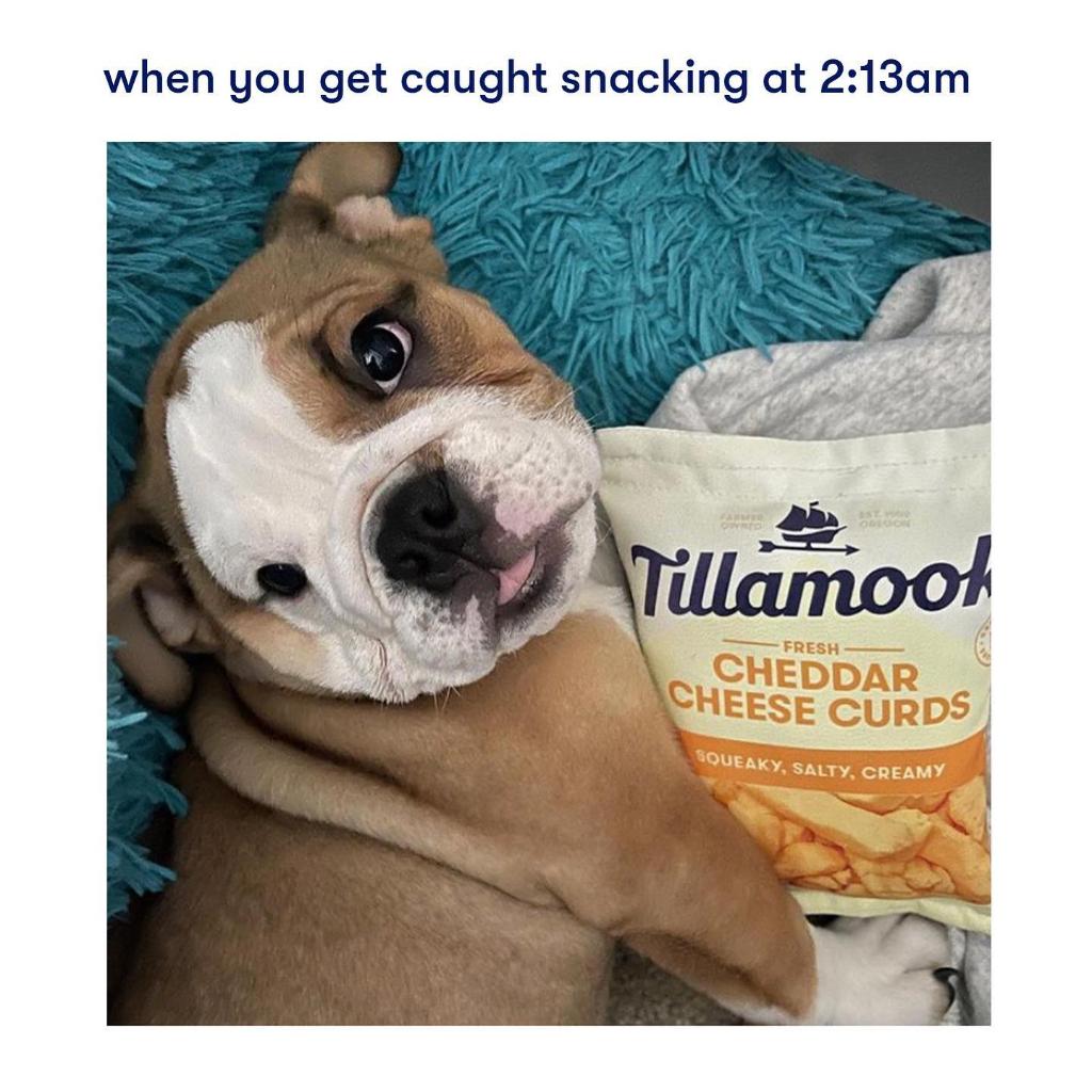 TillamookDairy's tweet photo. Cheddar isn't just a snack. It's a way of life. Tag @TillamookDairy and use #MakeASnackPact in your meme-worthy snacking pics and you might get featured on our feed. https://t.co/N7qcmyyXWN