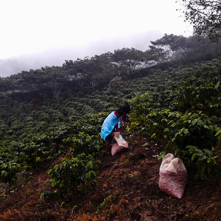 MD1Barista's tweet photo. Las mujeres presentes en la cadena del café,  recolectoras de café  en la Sierra de Puebla.

#mexicancoffee #specialtycoffee https://t.co/5cQJ93V64z