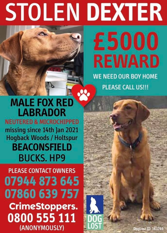 CounsellingBeac's tweet photo. I’m taking part in the #TwitterStorm for Dexter, #missing from #Bucks area since 14/01/21, presumed #stolen💔Please join us and #tweet or #retweet to create a boost in posts and spread awareness! Make him #toohottohandle🔥#GetDexterHome #FindDexter https://t.co/wJ3XVXgYE9
