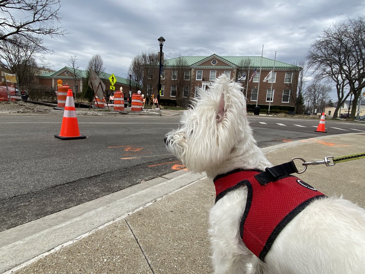 CityOfWheaton's tweet photo. For #NationalPuppyDay, we checked in with Max, who enjoys watching the Downtown Streetscape Project on Wheaton Avenue. Admiring big machinery is Max's favorite, and we bet he'll love watching crews remove concrete to prepare for new sidewalks.
#dogsofwheaton https://t.co/D3NR2G01At