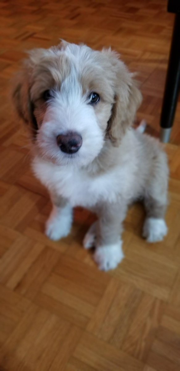 djchenderson's tweet photo. In honour of #NationalPuppyDay I'd like to introduce Milo, the newest member of our family! https://t.co/yh1kE8J7uX
