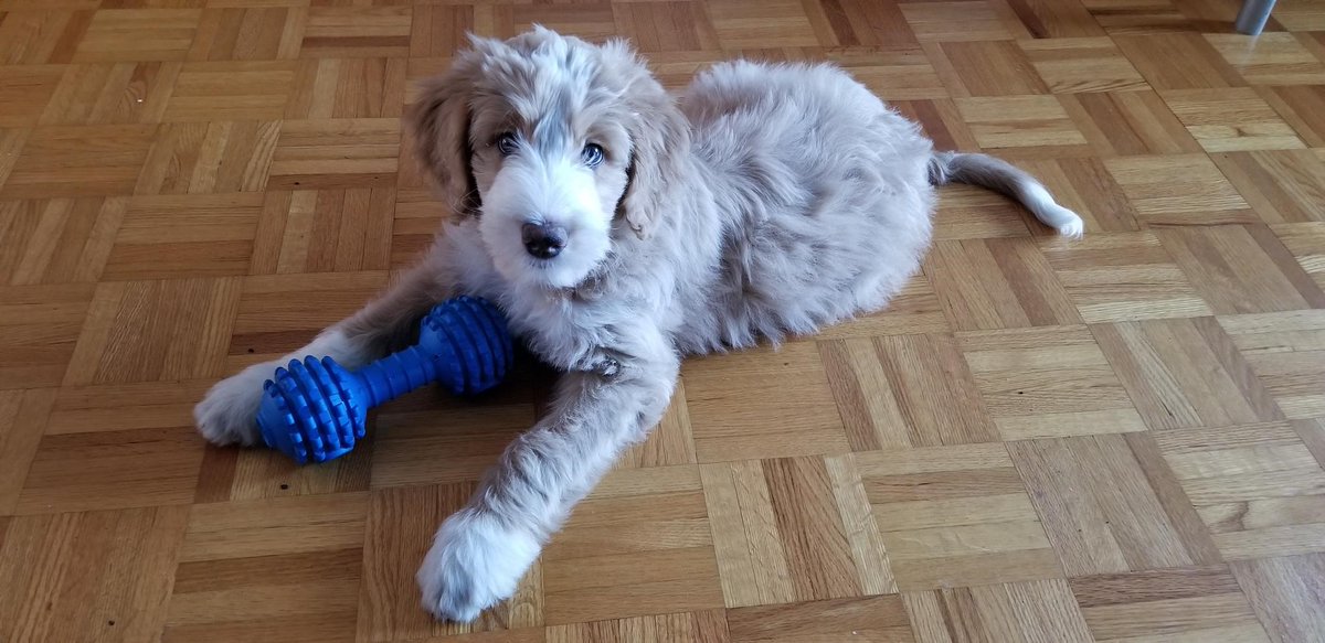 djchenderson's tweet photo. In honour of #NationalPuppyDay I'd like to introduce Milo, the newest member of our family! https://t.co/yh1kE8J7uX
