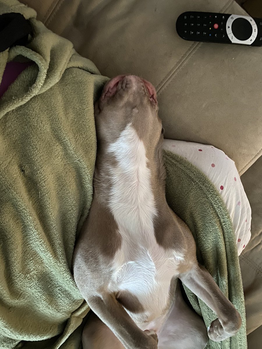 carrie_am's tweet photo. @dog_rates https://t.co/0yPzlV27kh
