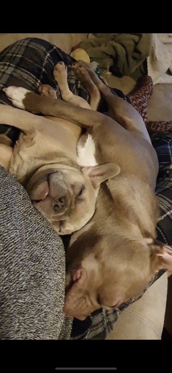 carrie_am's tweet photo. @dog_rates https://t.co/wRa5TDx6qh