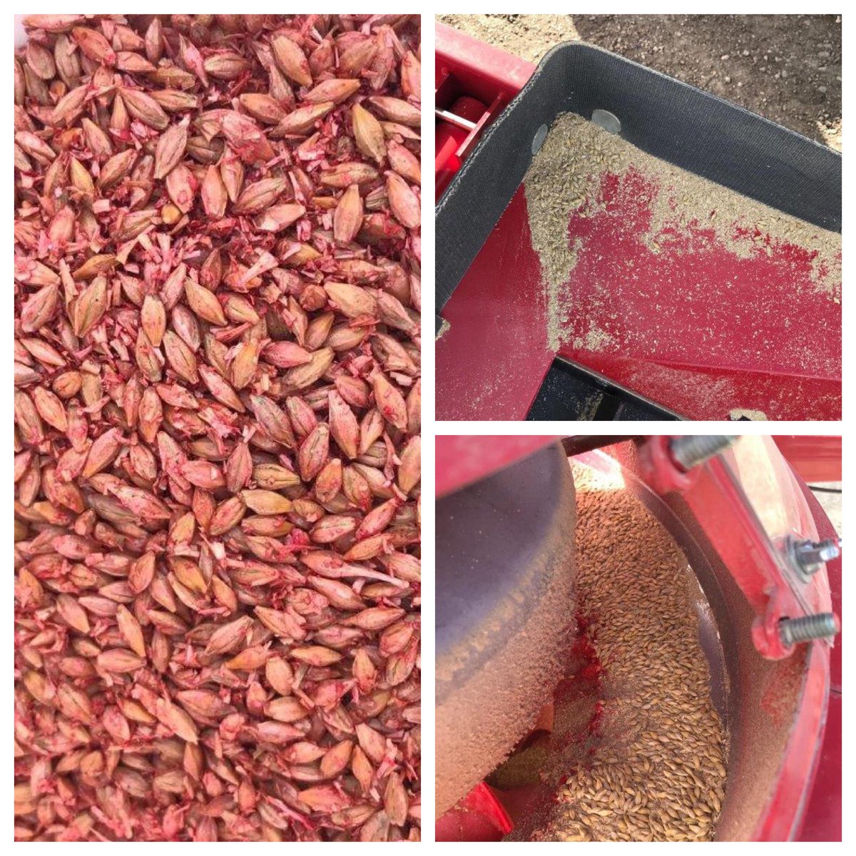 Nathan Klassen (@bcs_seedgrowth) on Twitter photo Barley acres on the rise across the prairies this spring, make sure to start with a clean seed sample prior to treating with #RaxilPro, seed treatment belongs on the seed, not dust or chaff. #AskSeedGrowth <a href="/Bayer4CropsCA/">Crop Science Canada</a> Barley acres on the rise across the prairies this spring, make sure to start with a clean seed sample prior to treating with #RaxilPro, seed treatment belongs on the seed, not dust or chaff. #AskSeedGrowth <a href="/Bayer4CropsCA/">Crop Science Canada</a>