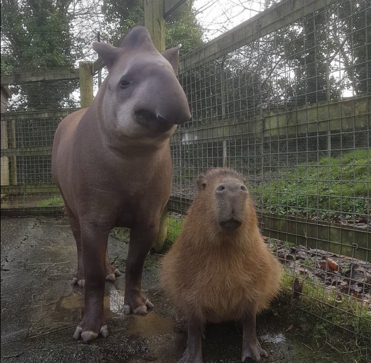 Capybara Man Some Friendships Last Forever Capybara Man Some Friendships Last Forever