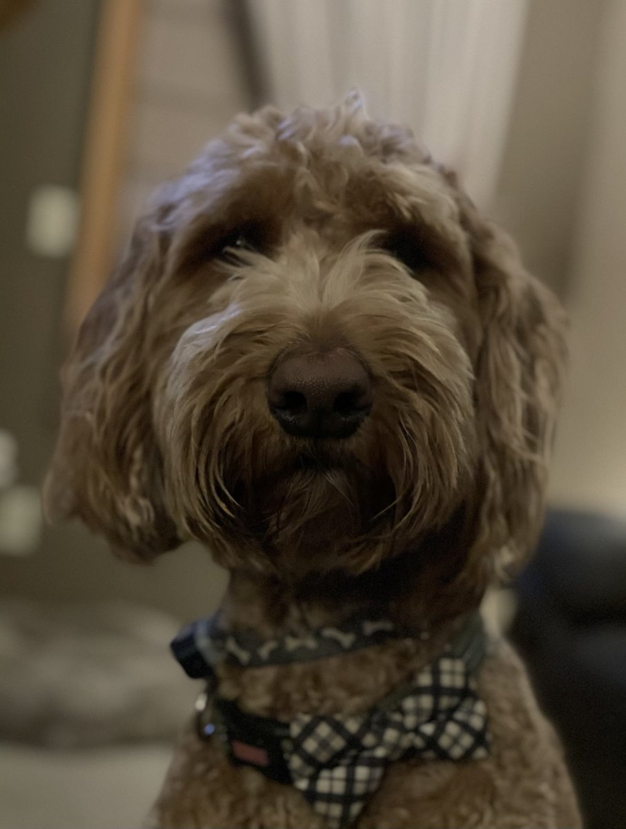 Danielle tweet media