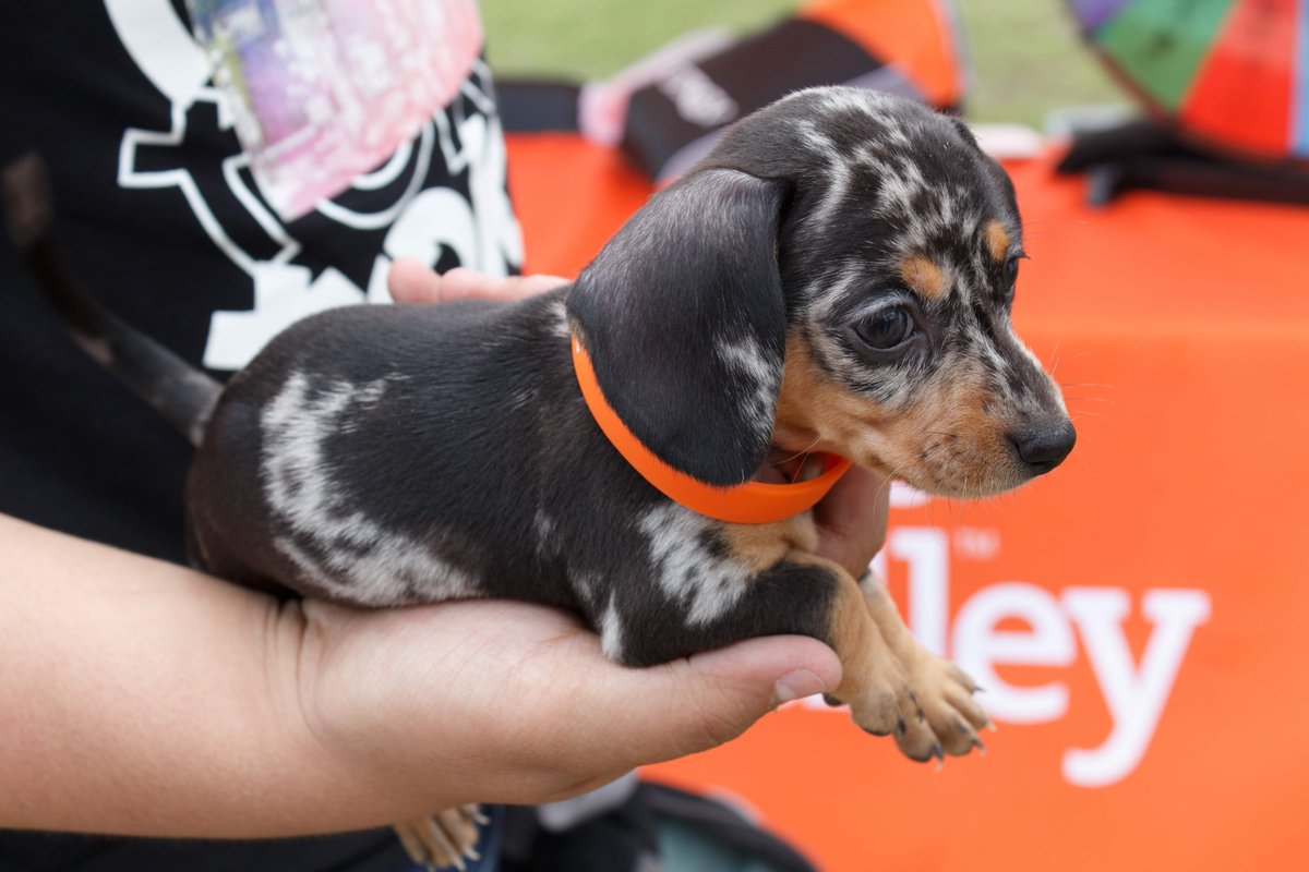 Those big puppy eyes 😍

🧡
#UTRGV #NationalPuppyDay