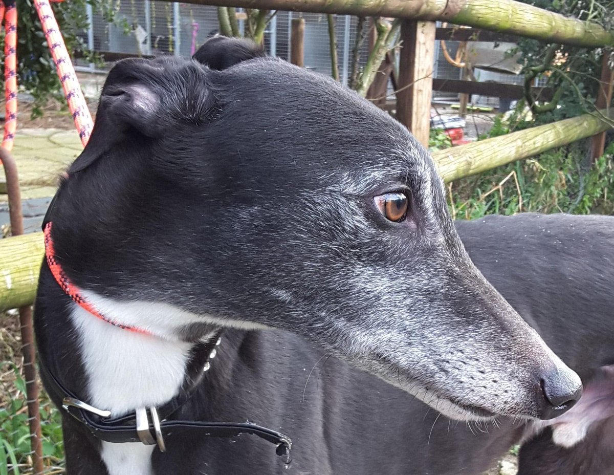 Retired Greyhounds Canterbury tweet media