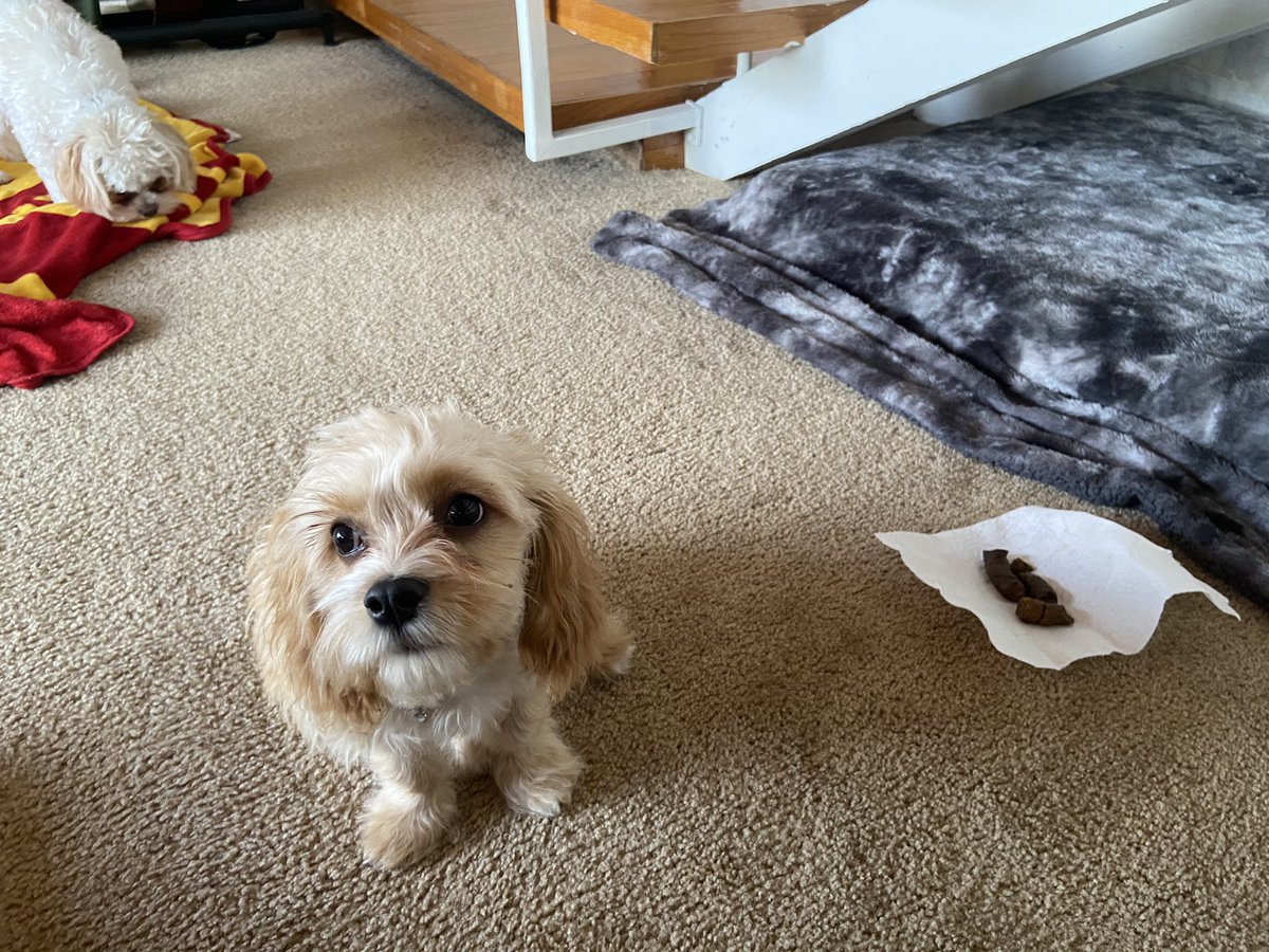 Kevin Sioco tweet media