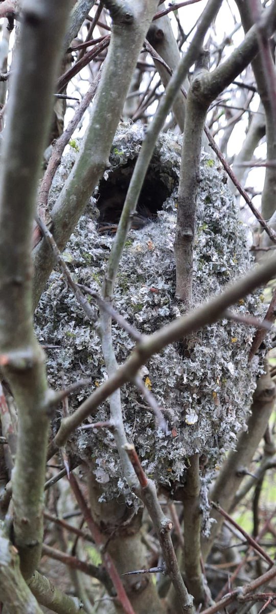 These have got to be one of the most amazing nest 🤩 #longtailtit