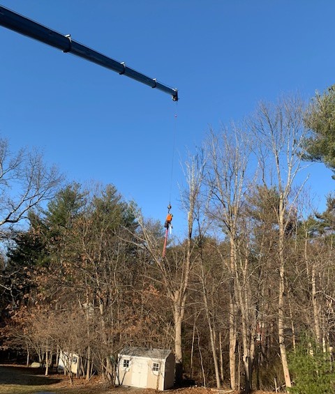 KarenHerther's tweet image. Awesome👏tree service by the team at New England Tree Masters @NETreeMasters! Thank you Viviane, Carlos, CJ &amp;amp; crew (Garrett in safety🦺gear). Professional &amp;amp; efficient tree work--the BEST + important to support local, independent Acton Boxborough businesses! #ActonMA #Actonlocal