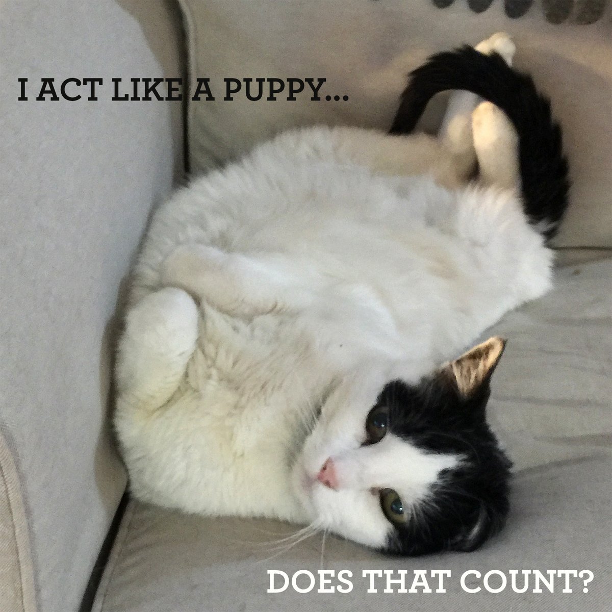 mktmama's tweet photo. @lbjsc Does a cat that acts like a puppy count? https://t.co/5aXIq8I1oH