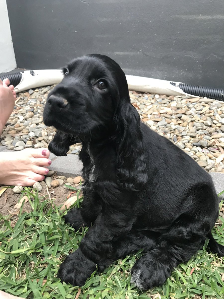 Cookie The Cocker tweet media